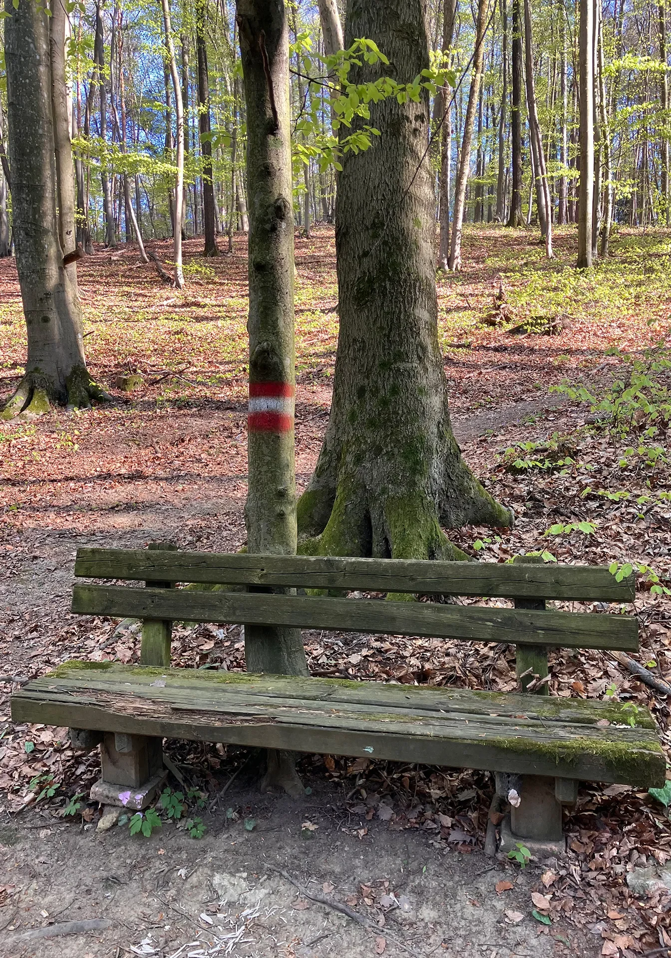 Bank im Wald